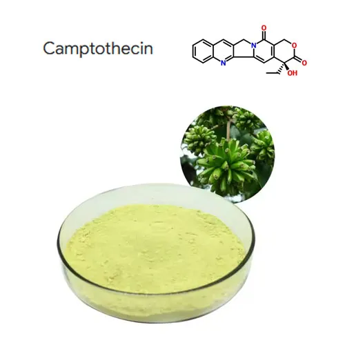 Hög renhet 98% camptothecin växtekstrakt pulver cas 7689-03-4